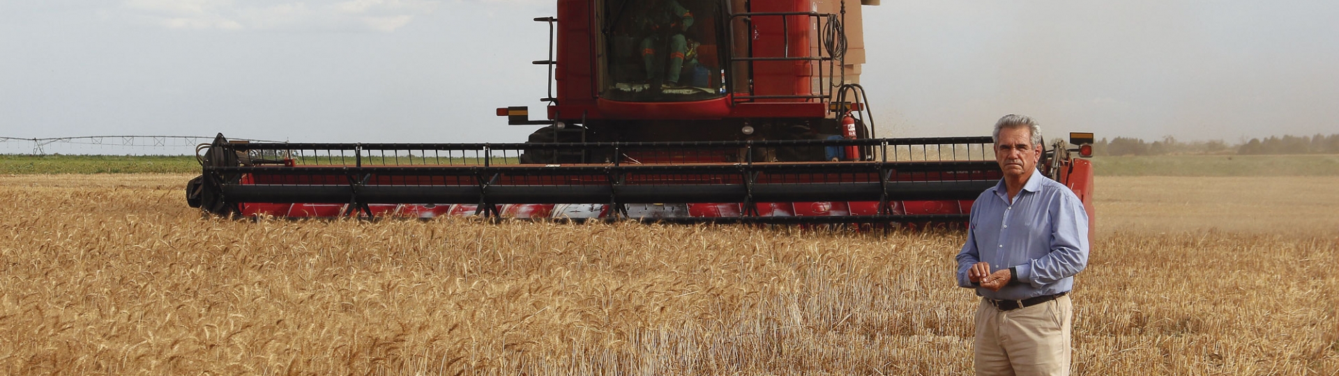 O TRIGO E O MILAGRE DA PRODUTIVIDADE - A COLHEITA