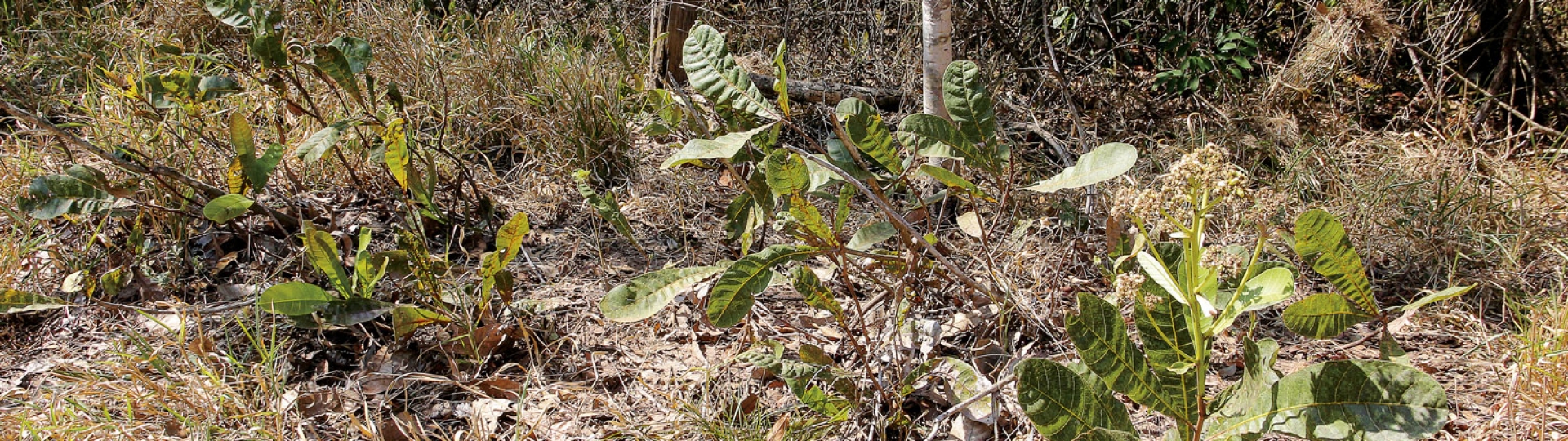 Pequeno manual de identificação de um Cerrado