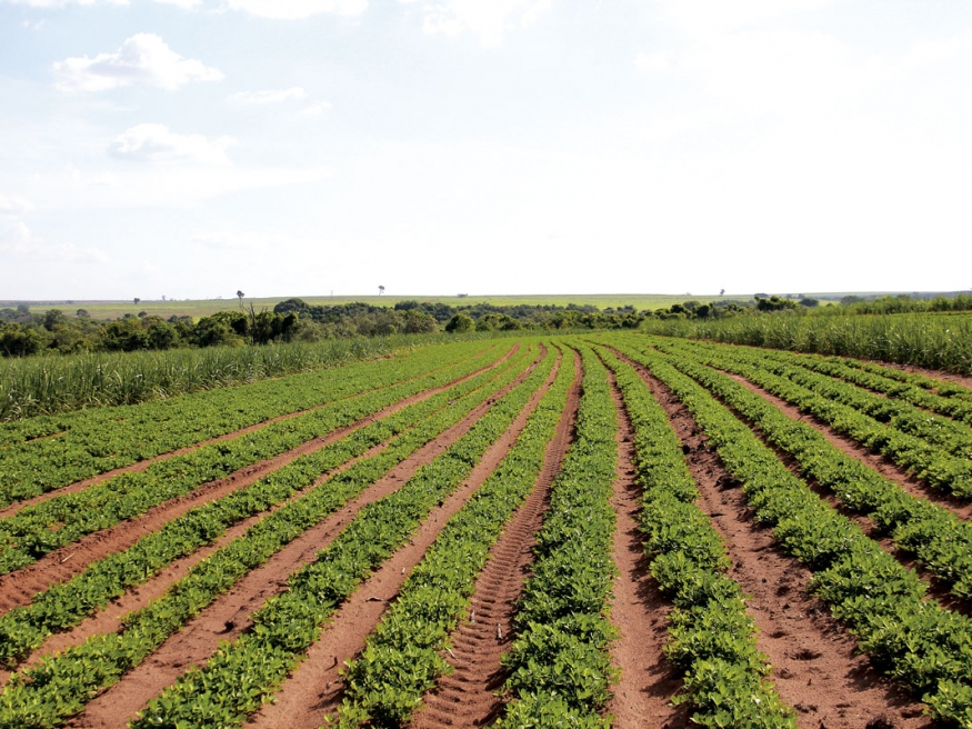 Trabalho próximo à perfeição: se o simples fato de se cultivar o amendoim não é uma tarefa fácil, imagina na meiosi e em alguns lugares com um relevo considerável