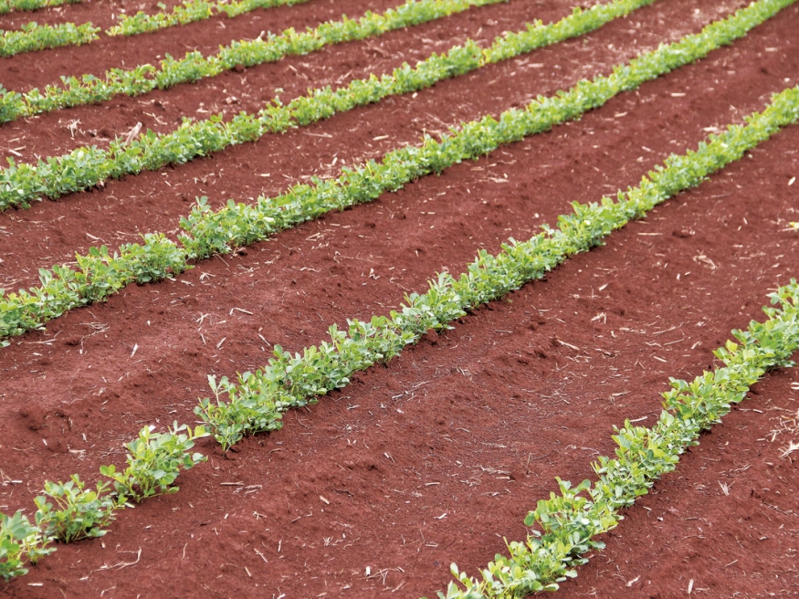 Mesmo com plantio na seca, a planta está se desenvolvendo bem