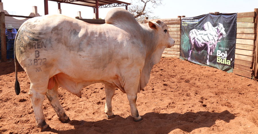 Prova “Boi com Bula” conhece os seus campeões na avaliação morfológica