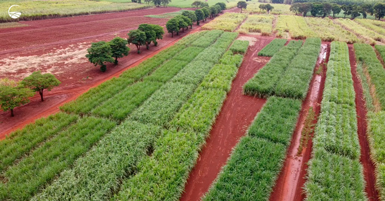 IAC apresenta três novas variedades de cana-de-açúcar