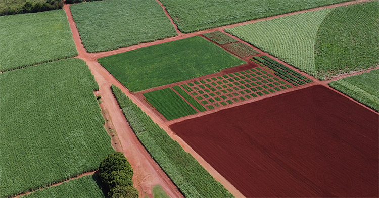 Confira as novas tecnologias em soja, amendoim e cana-de-açúcar
