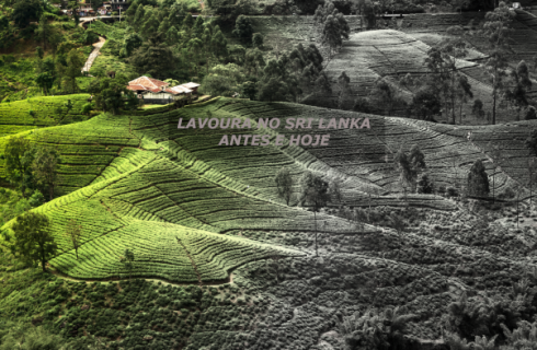 O colapso do Sri Lanka e a discussão sobre pesticidas no Brasil